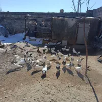 کبوتر طوقی|پرنده|دهگلان, |دیوار