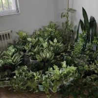 تعدادی گل آگلونما سانسوریاوبتوس برای فروش