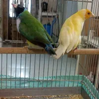 ((فنچ گلدین ))|پرنده|تهران, بازار|دیوار