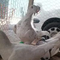 کفتر سار طوقی