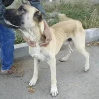 واگذاری سگ سرابی گلگی