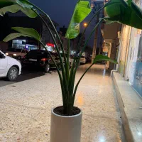 نیکولای پرنده بهشتی