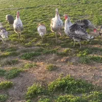 بوقلمون چاق و سرحال|حیوانات مزرعه|شیروان (لرستان), |دیوار