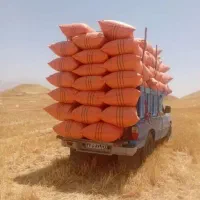کاه دیم