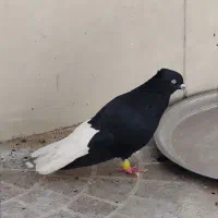 اشعل سیاه