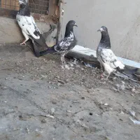 کبوتر جوجه پاکستانی