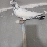 گلی،طوق