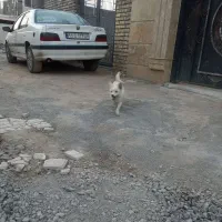 فروش فوری سگ زیبا|سگ|محلات, |دیوار