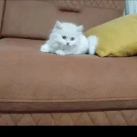 گربه پرشین اصیل شناسنامه دار راح بسیارزیبا|گربه|شبستر, |دیوار