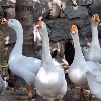 تخم قوغاز لیندای اصل|خوردنی و آشامیدنی|مشگین شهر, |دیوار