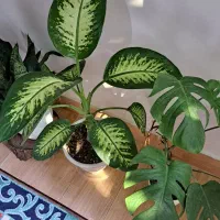 افرا گل|گل و گیاه طبیعی|بندر ترکمن, |دیوار