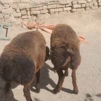 بره نر .بره دوبرچینی .بره پلاور .میش .بز بره ماده