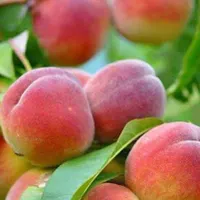 تولید و عرضه نهال گلدانی هلو کاردی|خدمات باغبانی و درختکاری|گرمی, |دیوار