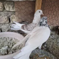 کفتر پرشی|پرنده|اصفهان, دستگرده|دیوار