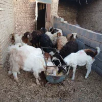 بره|حیوانات مزرعه|یزد, |دیوار