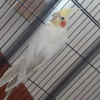 عروس هلندی لوتینو و مرواریدی