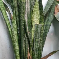 گل های آپارتمانی گیاهان زینتی