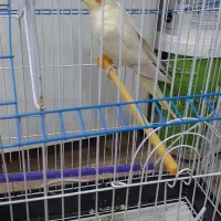 لوتینو ماده عروس