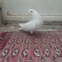 کبوتر
