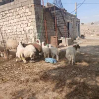 ۱۰عدد بره دویره نمونه|حیوانات مزرعه|کارزان, |دیوار