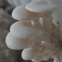 کمپوست آماده قارچ صدفی