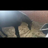 کره اسب ۲ سر