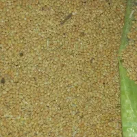 ارزن|لوازم جانبی حیوانات|یزد, |دیوار