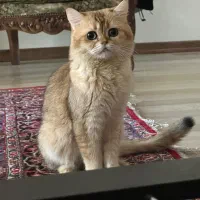 جفتگیری گربه بریتیش نر
