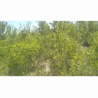 نهال دیرگل خزان شده