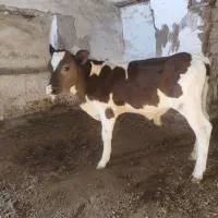 دو عدد گاو یکی بیجک و یکی هم دومین شکم زاییده