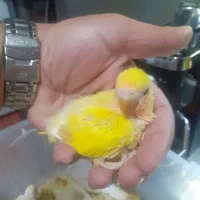 جوجه عروس و برزیلی|پرنده|کیش, |دیوار