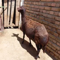 گوسفند قسر