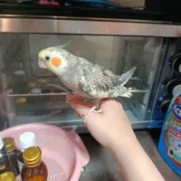 عروس نر سخنگو