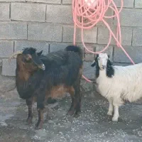 دو عدد بز و بزغاله جوان