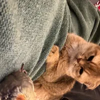 اسکاتیش ny11|گربه|تبریز, |دیوار