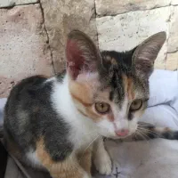 گربه جهت واگذاری با شرایط|گربه|نوشهر, |دیوار