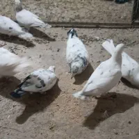 سارنروماده