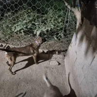 مالینویز فروشی|سگ|خواف, |دیوار