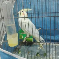عروس هلندی