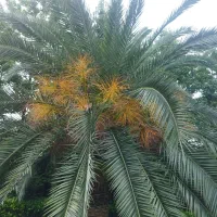 فروش برگ سیکاس نخل پالم و یوکا باقیمت مناسب