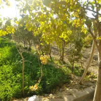 زمین باغ|فروش زمین و ملک کلنگی|تربت‌حیدریه, پائین ولایت|دیوار