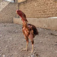 خروس لاری نسل|حیوانات مزرعه|خرمدره, |دیوار