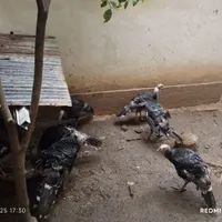 بوقلمون محلی