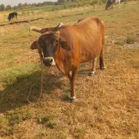 گاو|قطعات یدکی و لوازم جانبی|قلعه گنج, |دیوار