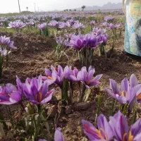 زعفران امسالی