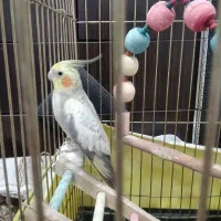 عروس هلندی ماده ۱۷ماهه