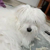 سگ مالتیز|سگ|اشتهارد, |دیوار