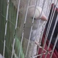 کوتوله|پرنده|مشهد, شهید قربانی|دیوار