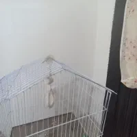 قفس پرنده|لوازم جانبی حیوانات|بندرعباس, |دیوار