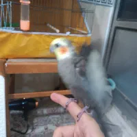 عروس هلندی سخنگو دستی|پرنده|پاکدشت, پاکدشت (مامازند)|دیوار